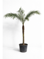 Phoenix roebelenii